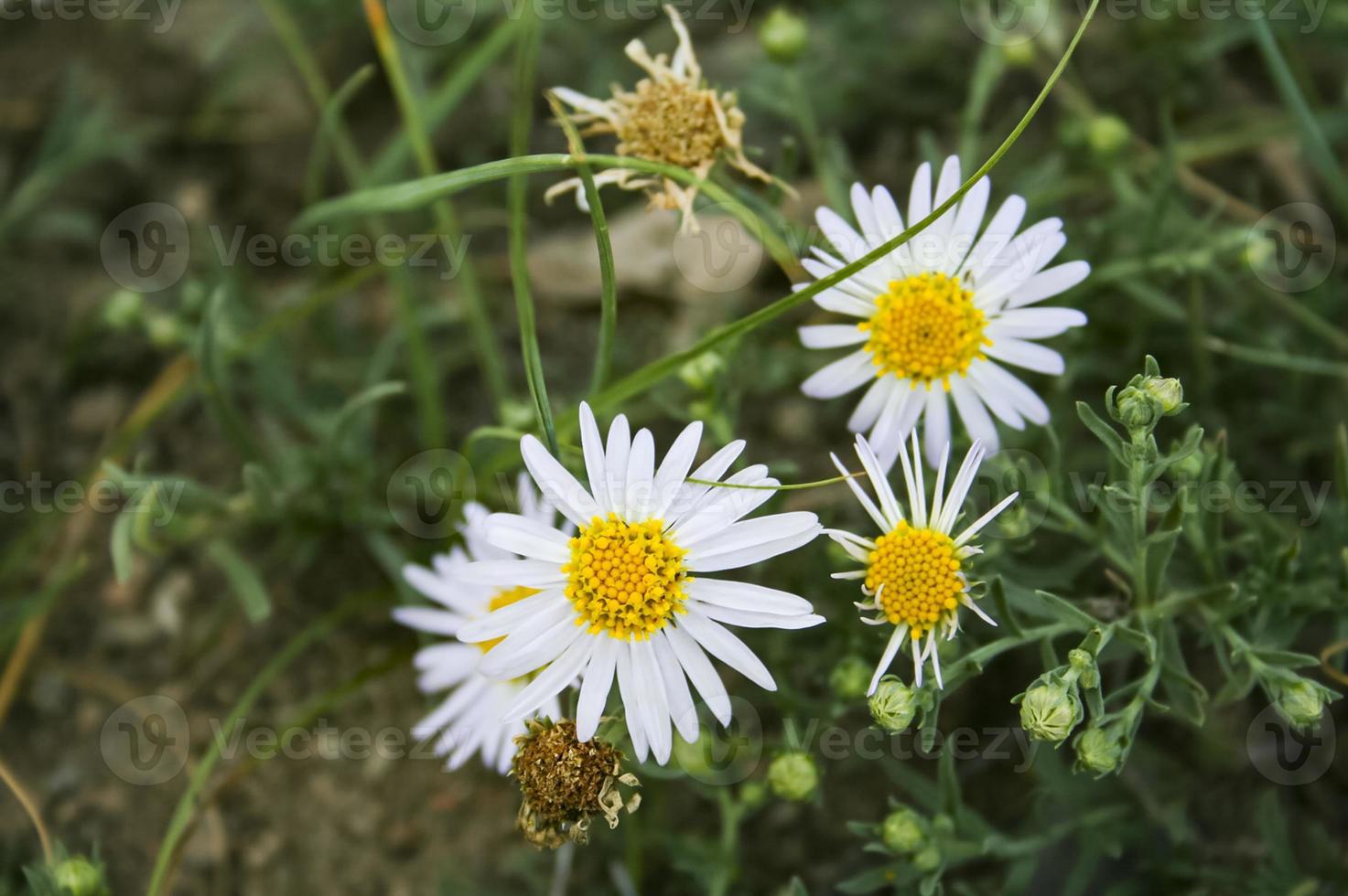 geneeskrachtige boskamille. bloemen van dichtbij. wilde plant. foto