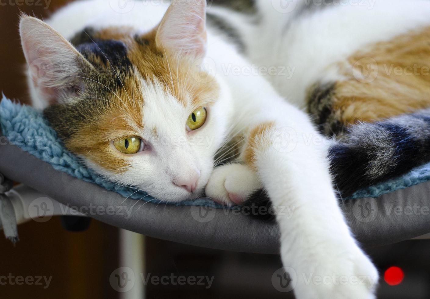 een binnenlandse driekleurige kat ligt op een stoel. kijken naar de eigenaar. foto