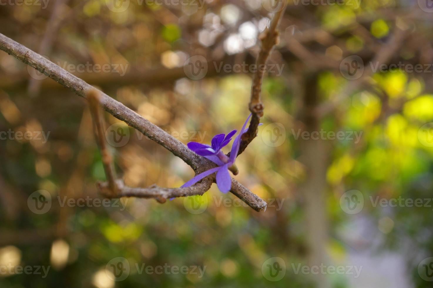 bloem van paarse krans viel naar beneden en bleef op de takken foto