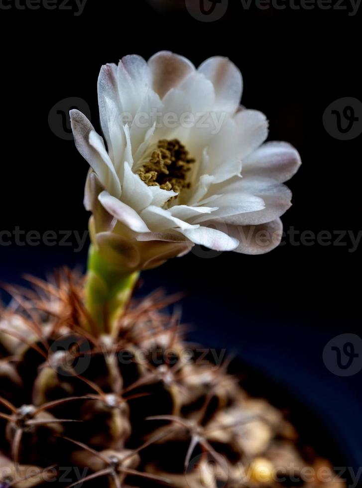 gymnocalycium cactusbloem wit en lichtbruin delicaat bloemblad foto