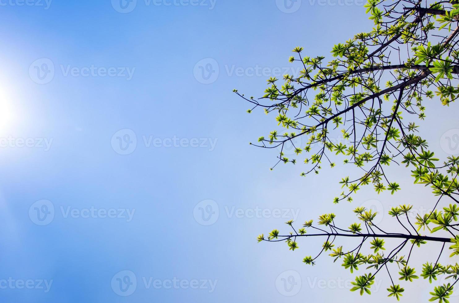 bladeren van kanonskogelboom op blauwe lucht en zonlichtachtergrond foto