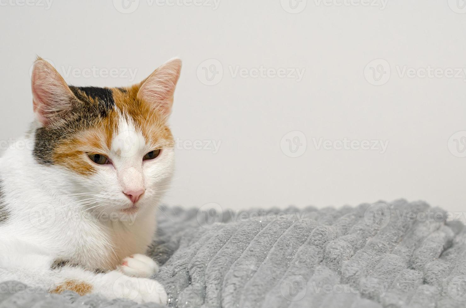 driekleurige kat valt in slaap op het bed, grijze plaid. foto