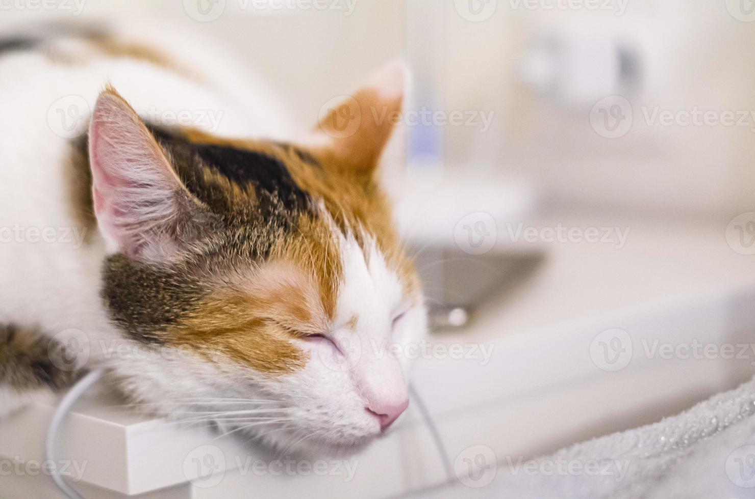 driekleurige kat valt in slaap op het nachtkastje, bij het bed. foto