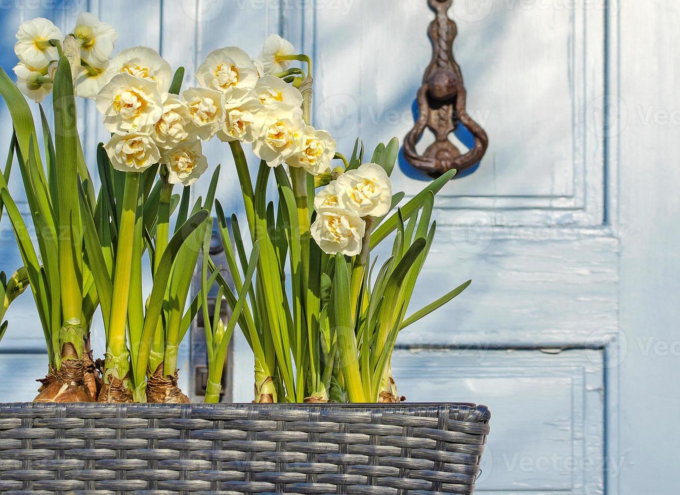 lentebloemen in een pot op straat. foto