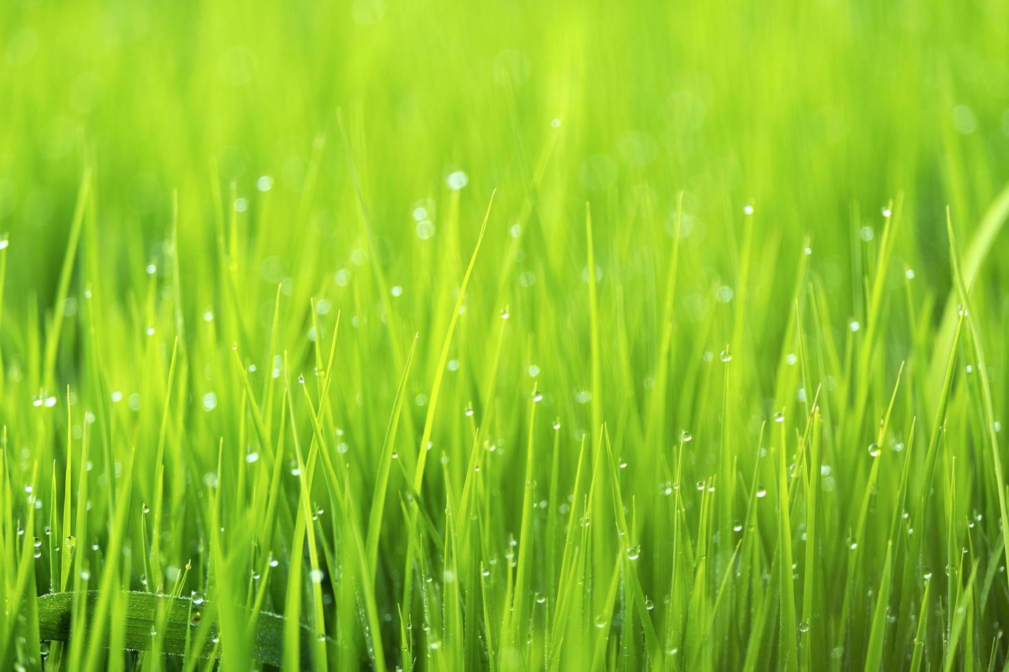 lente of zomer seizoen abstracte natuur achtergrond foto