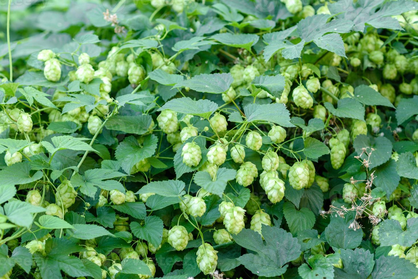 groene verse hopbellen voor het maken van bier en broodclose-up foto