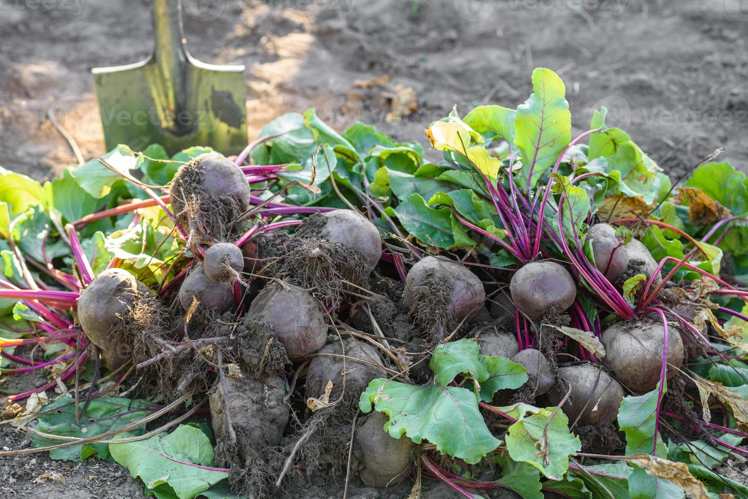 vers geoogste bieten op de grond in de tuin op het plantbed foto