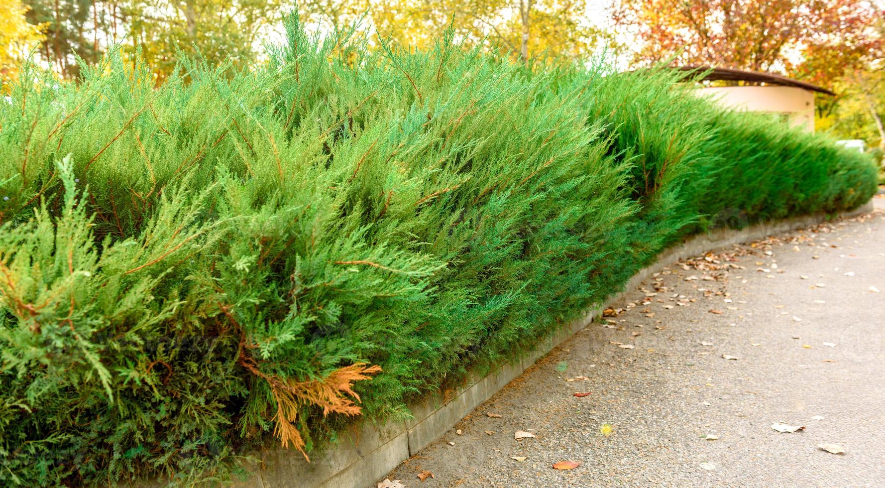 meerdere tuistruiken met mooie groene takken foto