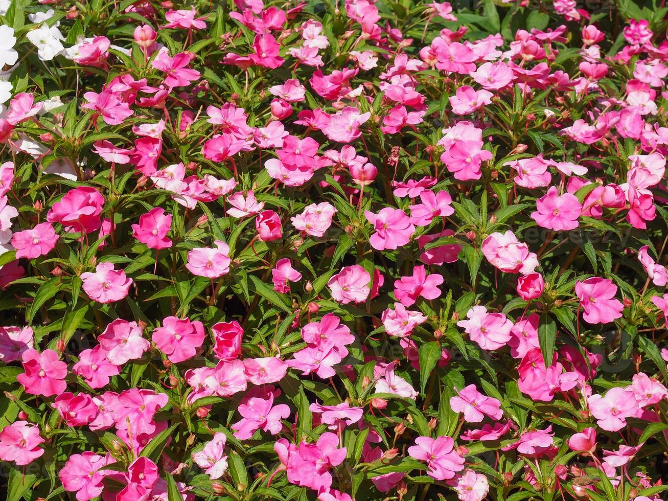 impatiens nieuw-guinea bloem foto