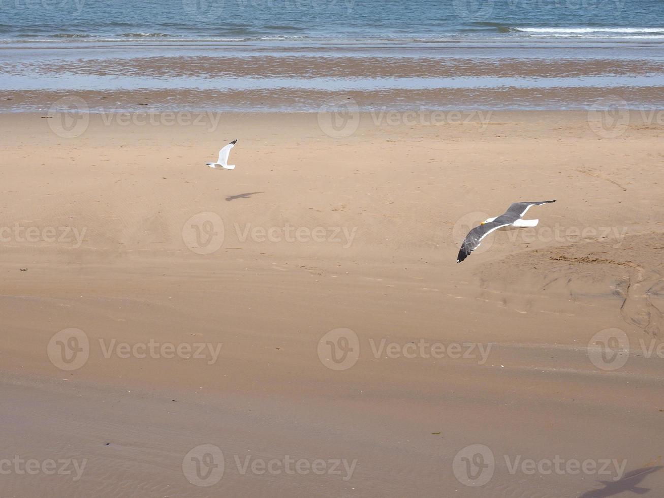 meeuw vogel dier foto