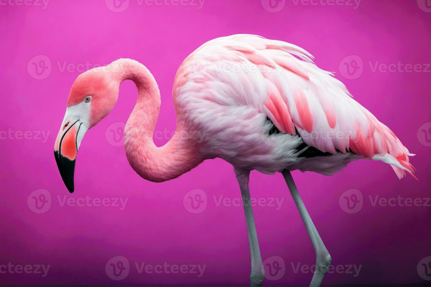 levendig flamingo kunstenaarstalent, koraal en fuchsia vreugde, ai gegenereerd foto