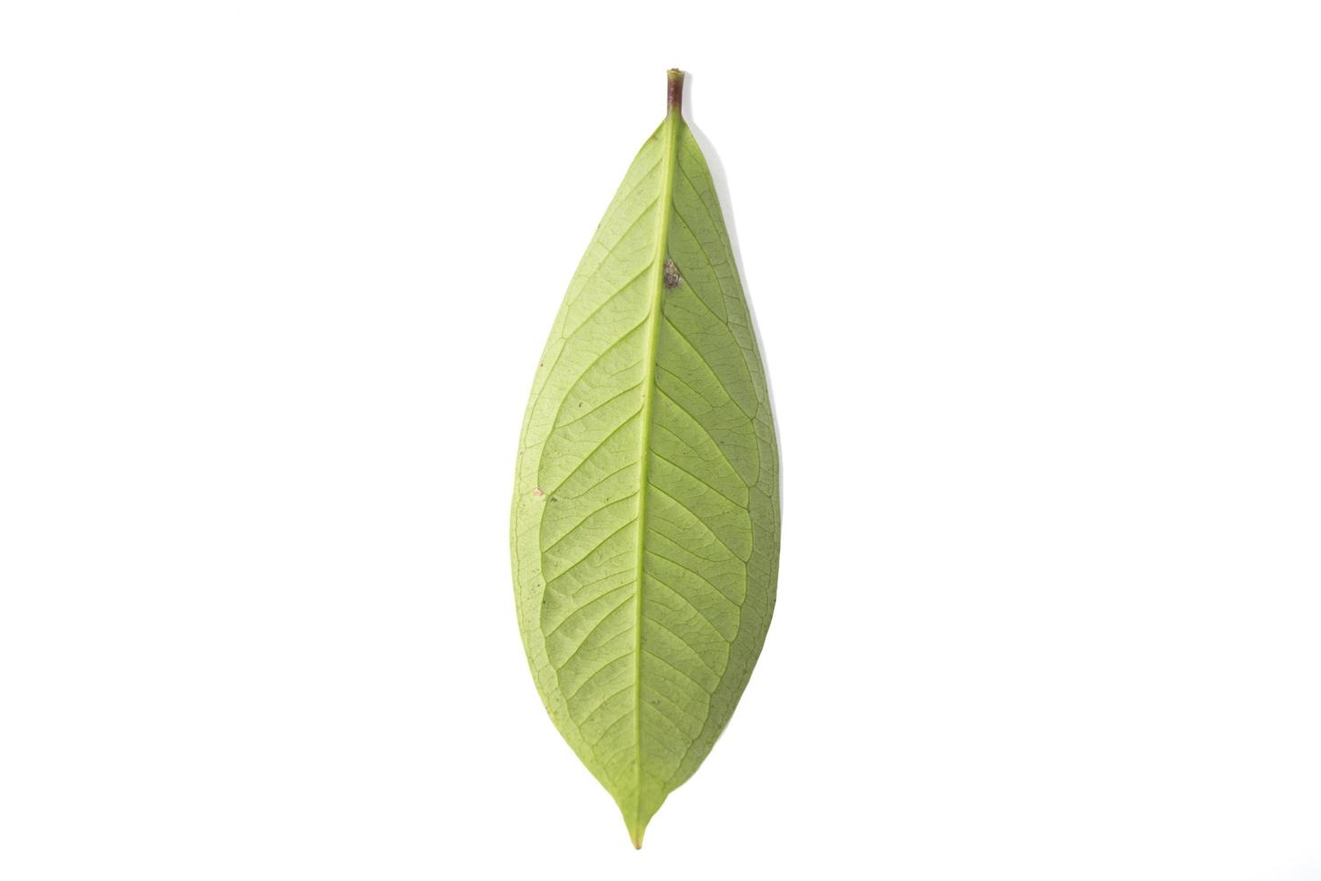 guaveblad geïsoleerd op een witte achtergrond foto