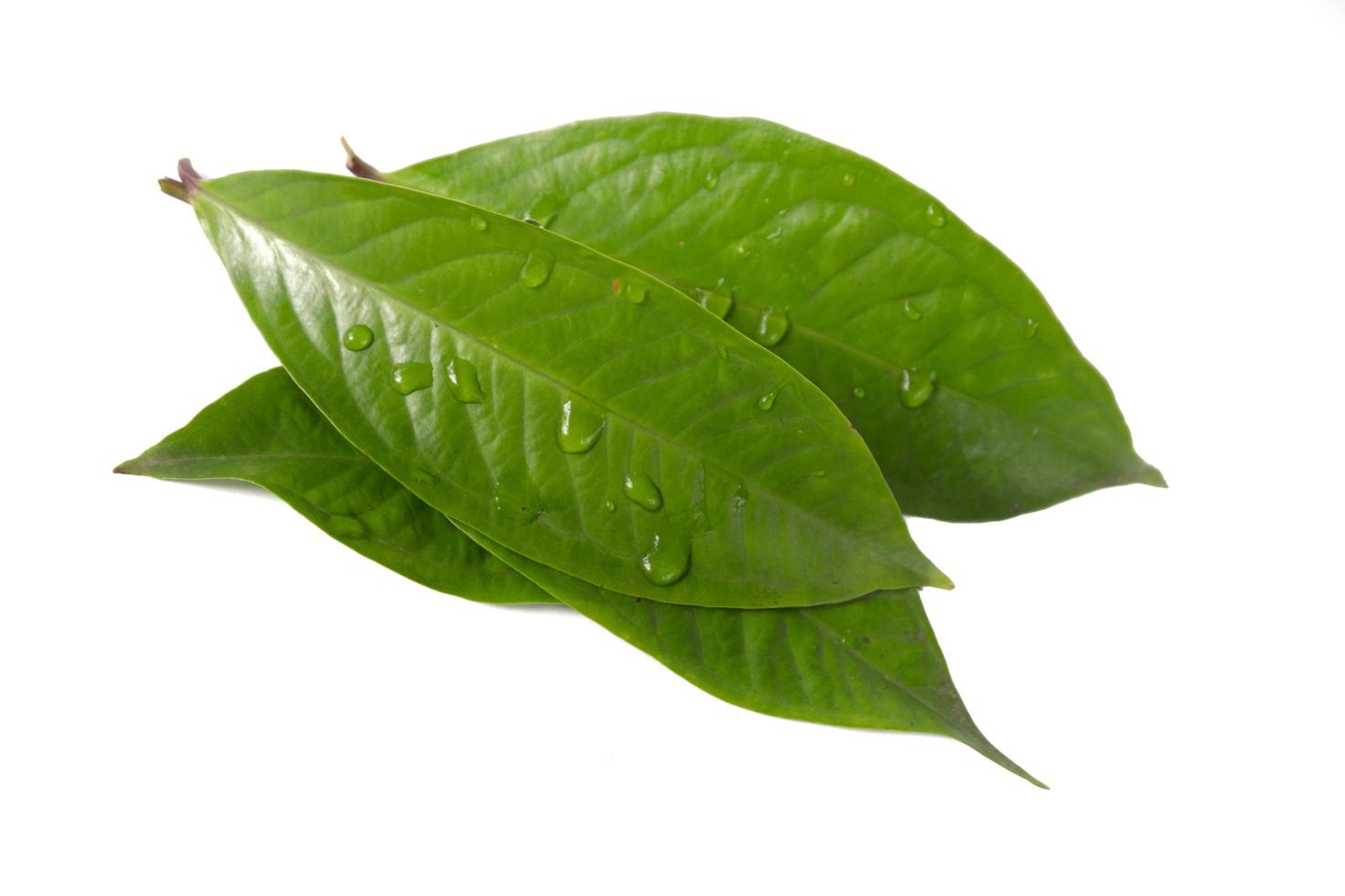 guaveblad geïsoleerd op een witte achtergrond foto