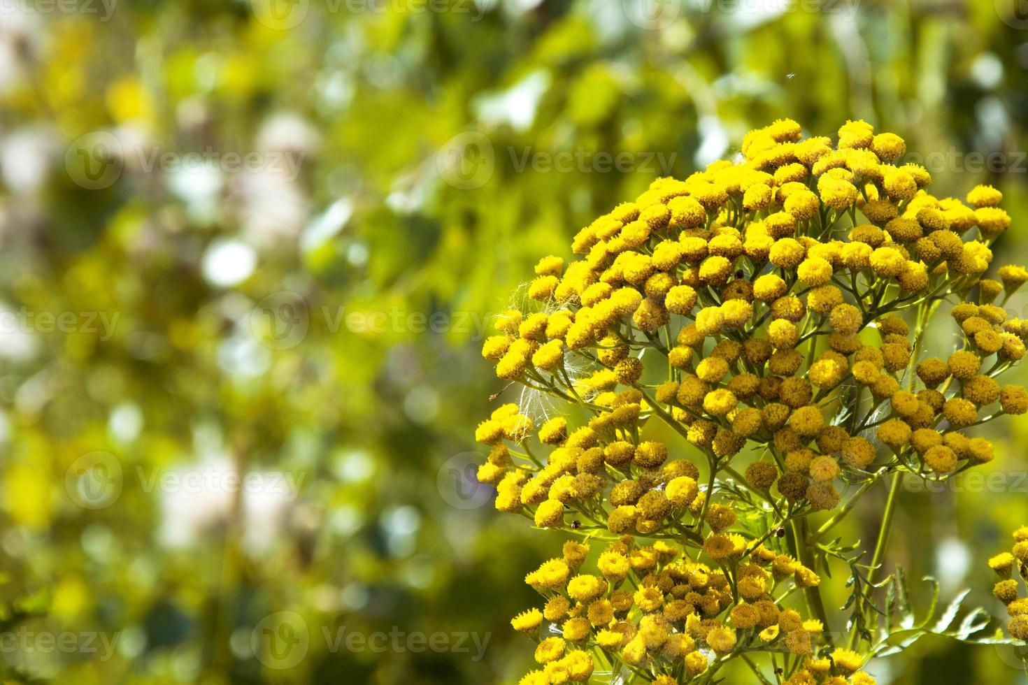 weidegras met kleine gele bloemen op een onscherpe natuurlijke achtergrond foto