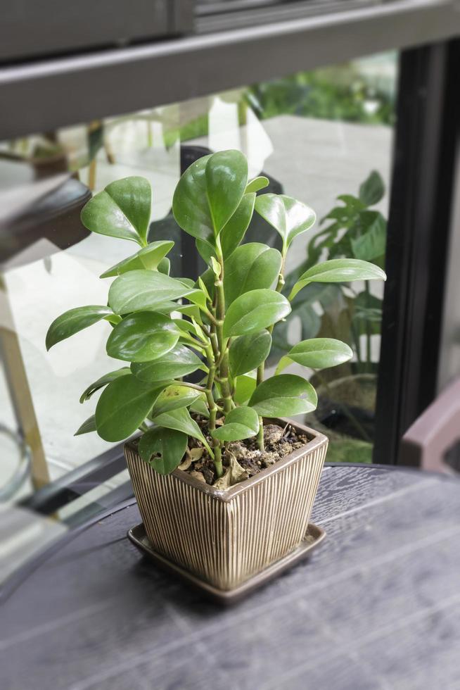 groene plantenpot ingericht in café foto