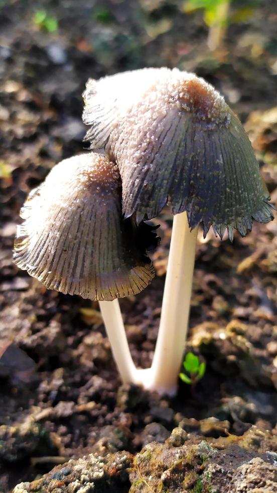 een bos paddestoelen paddestoelen foto