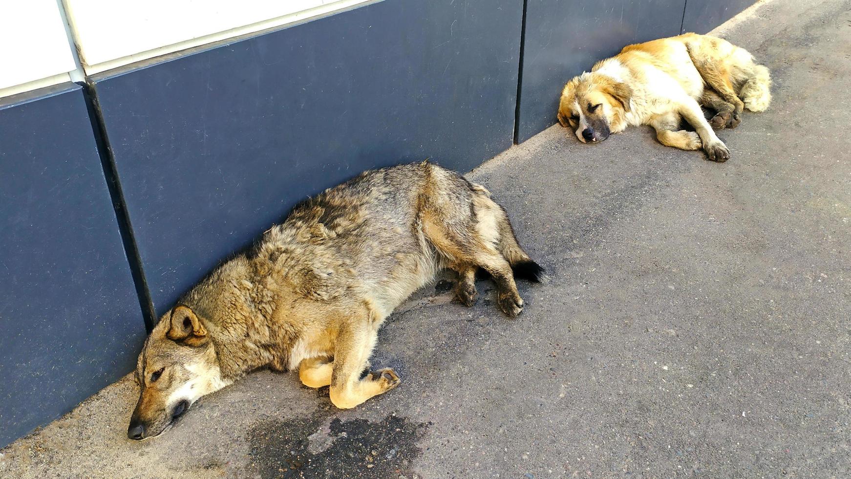 dakloze grote honden liggen in de buurt van het gebouw foto