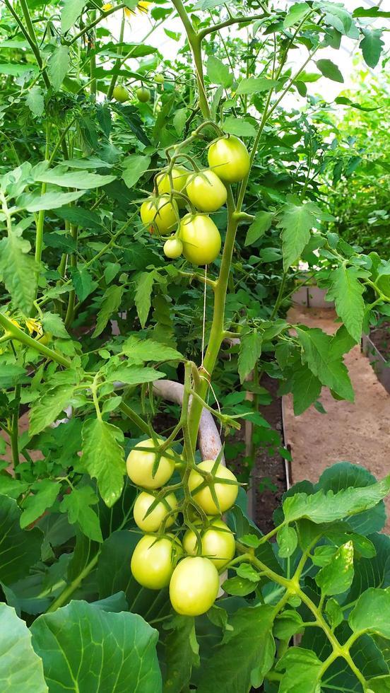 een bosje groene tomaten foto