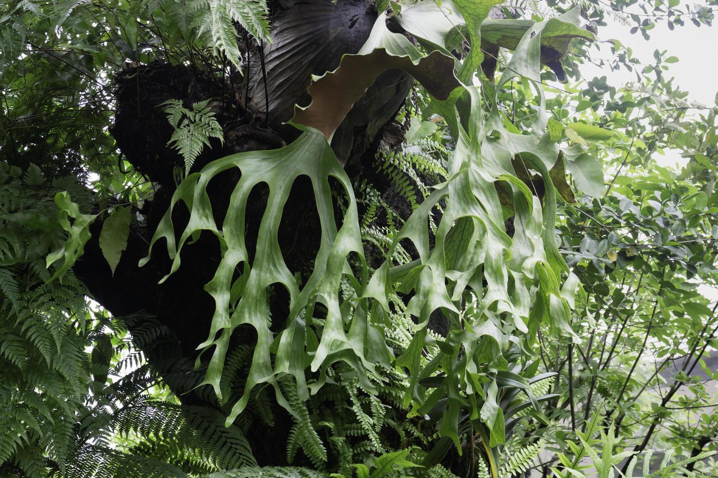 tropische groene omgeving in buitentuin foto