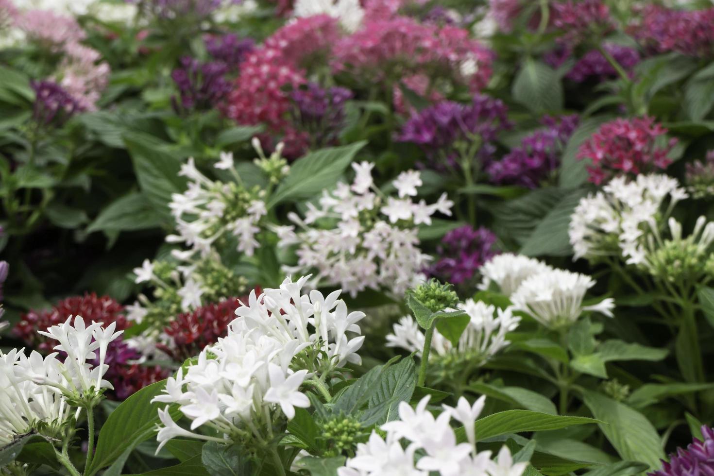 relaxt op de plantenmarkt buiten foto