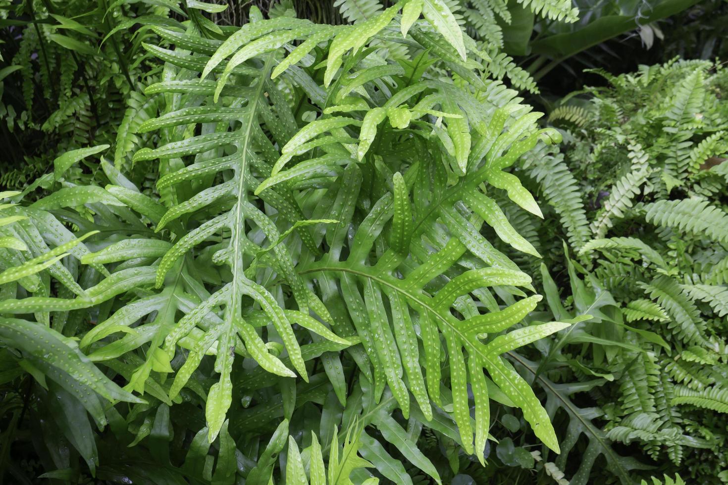 tropische groene omgeving in buitentuin foto