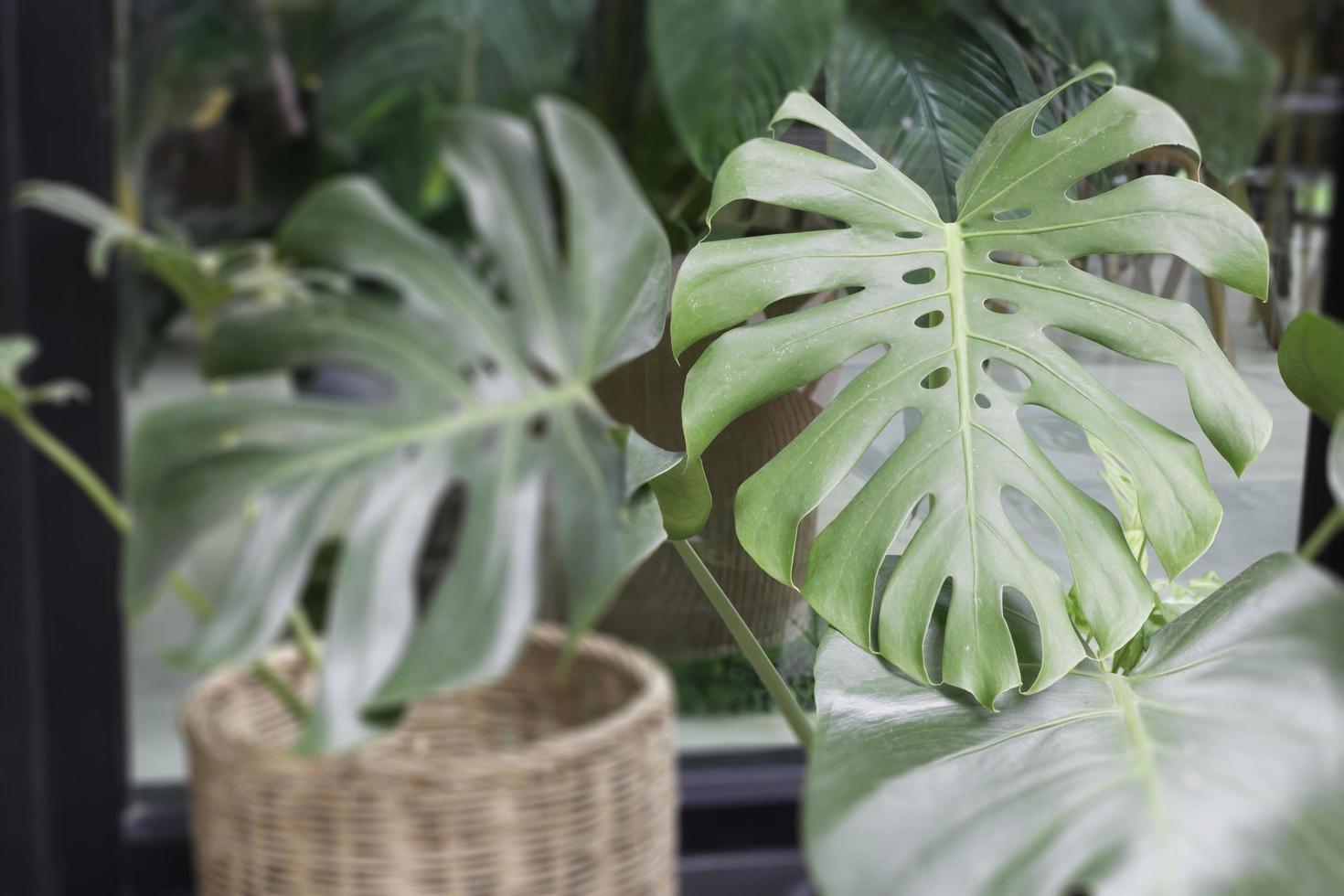 groene plantenpot ingericht in café foto