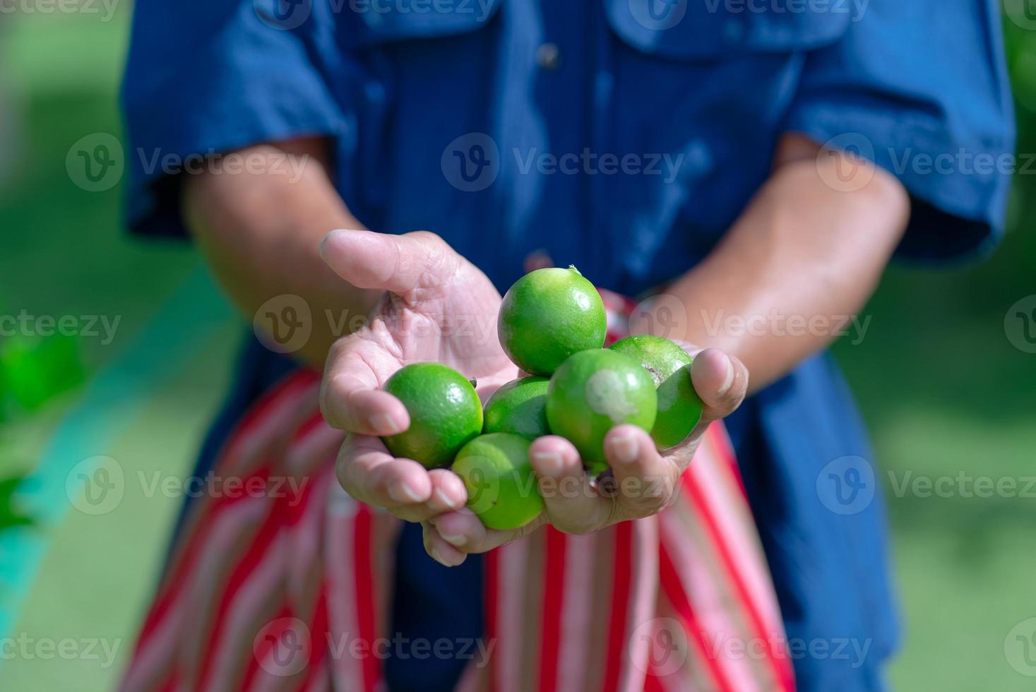 boer die limoenvruchten in handen houdt op de boerderij foto