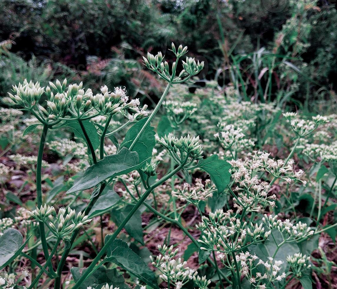 tropische groene bladeren natuur achtergrond foto