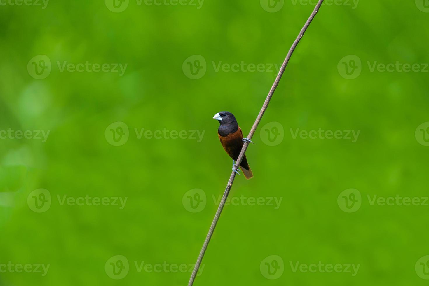 kastanje munia vogel zitstokken op tak. foto