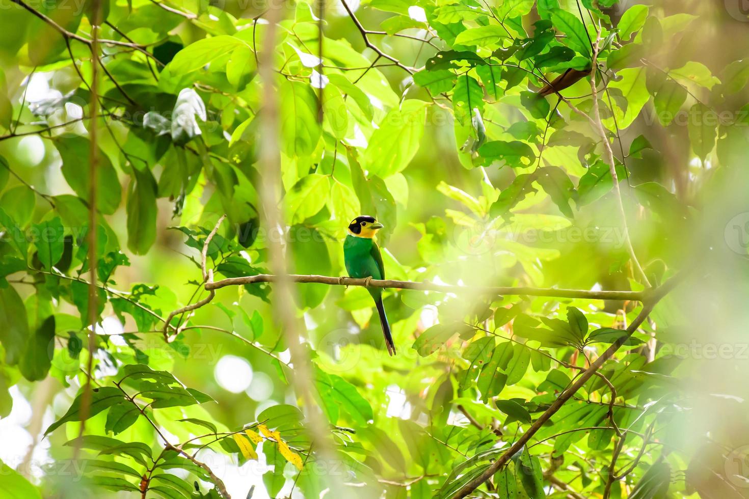 breedbekvogel met lange staart die op tak in tropisch regenwoud neerstrijkt. foto
