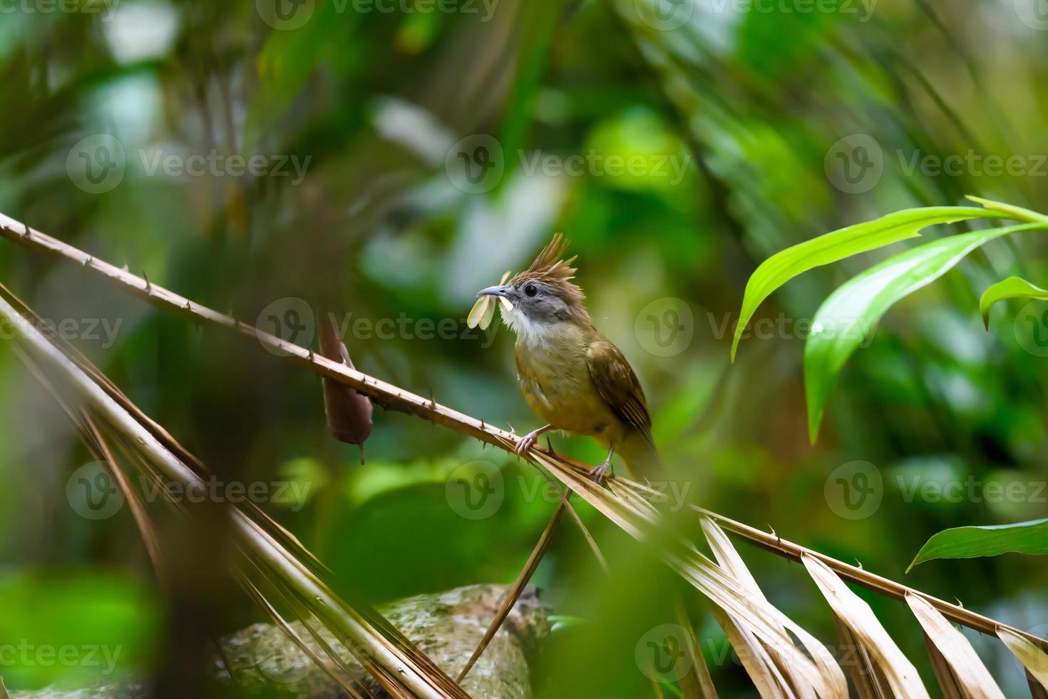 puff-throated bulbul-vogel die op tak in tropisch regenwoud neerstrijkt foto