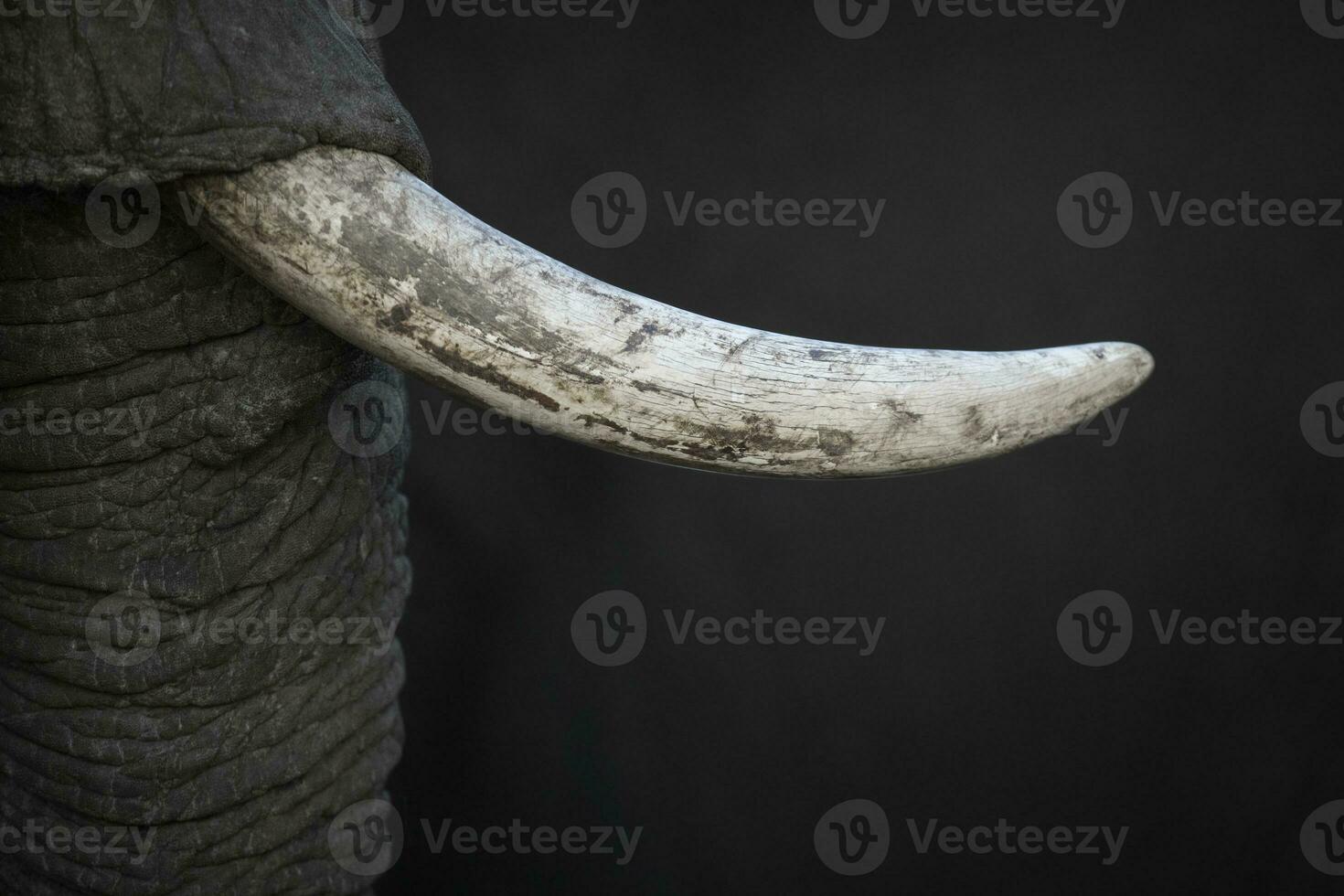 details in een dichtbij omhoog van een olifanten slagtand. foto