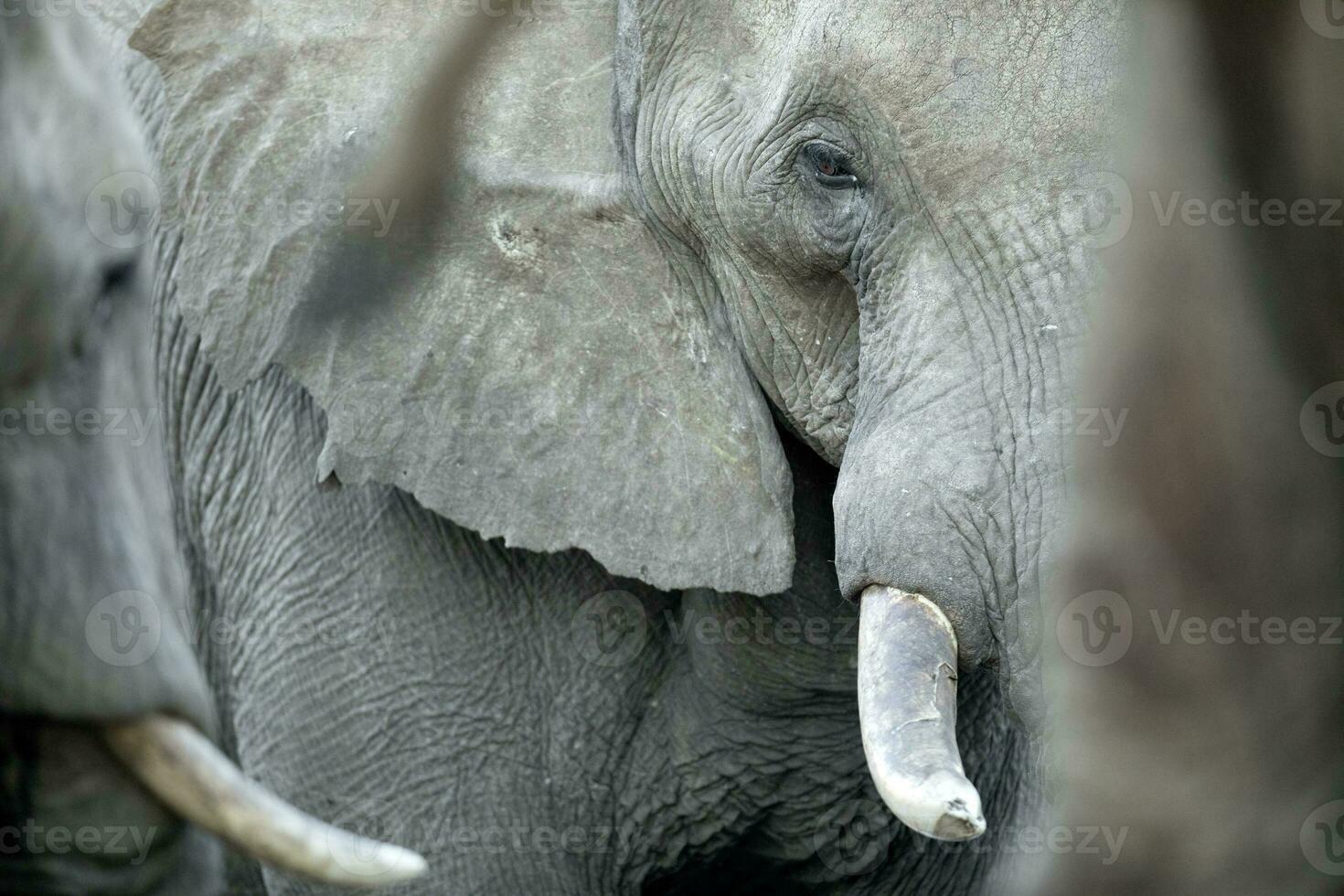 een olifant in een groot kudde, botswana foto