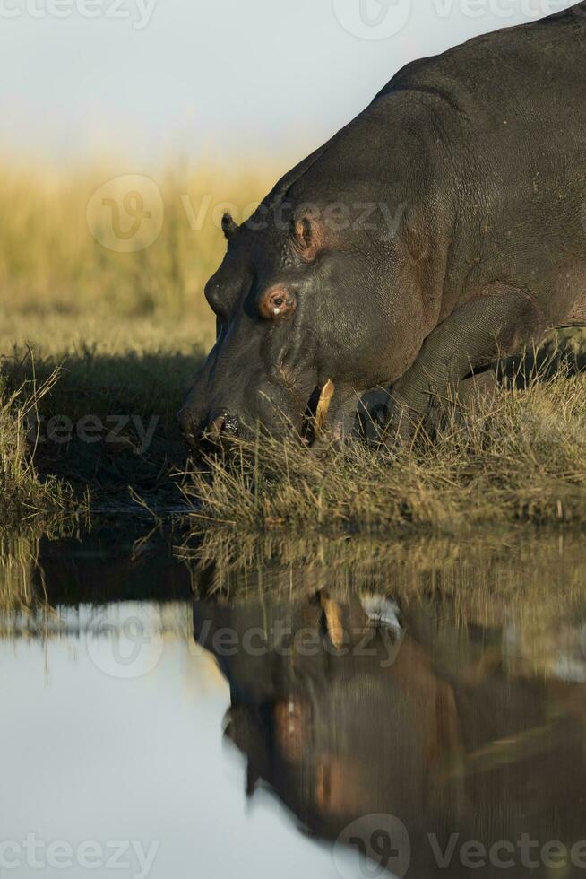 een nijlpaard binnengaan de water in chobe nationaal park. foto