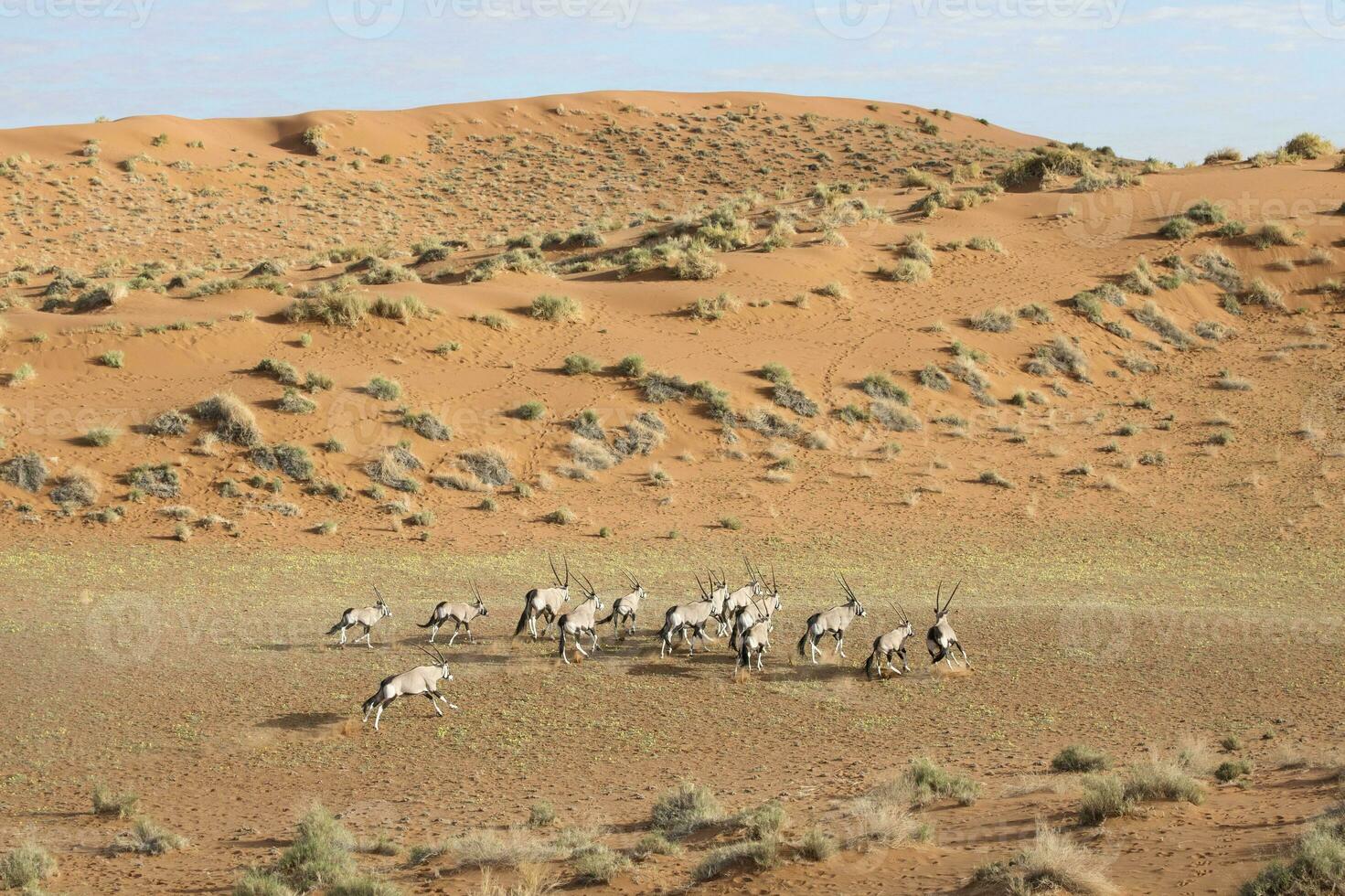 oryx in de zand duinen van zossusvlei, Namibië. foto