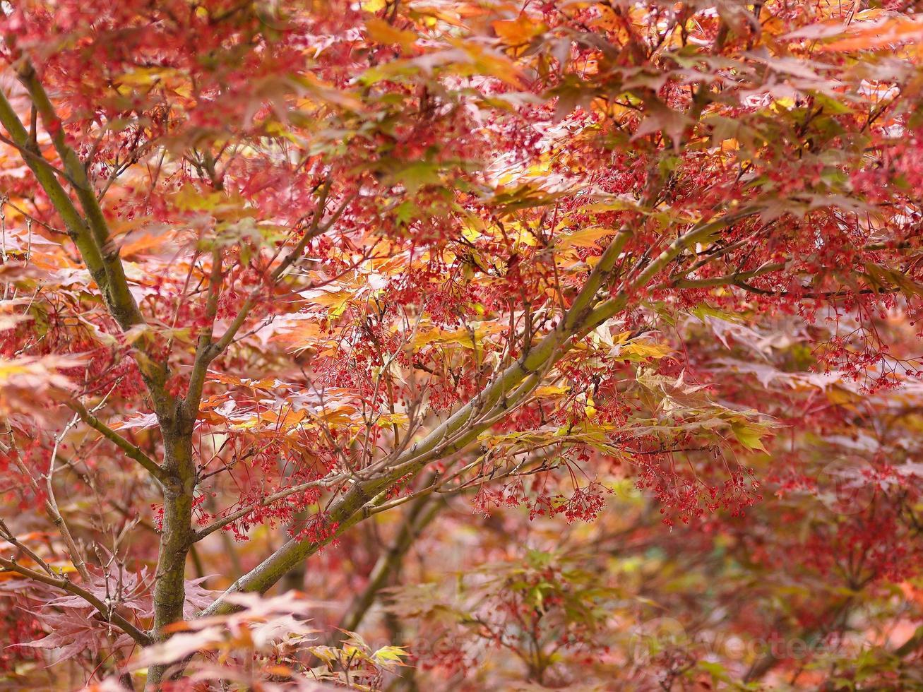 rode esdoorn acer boom foto