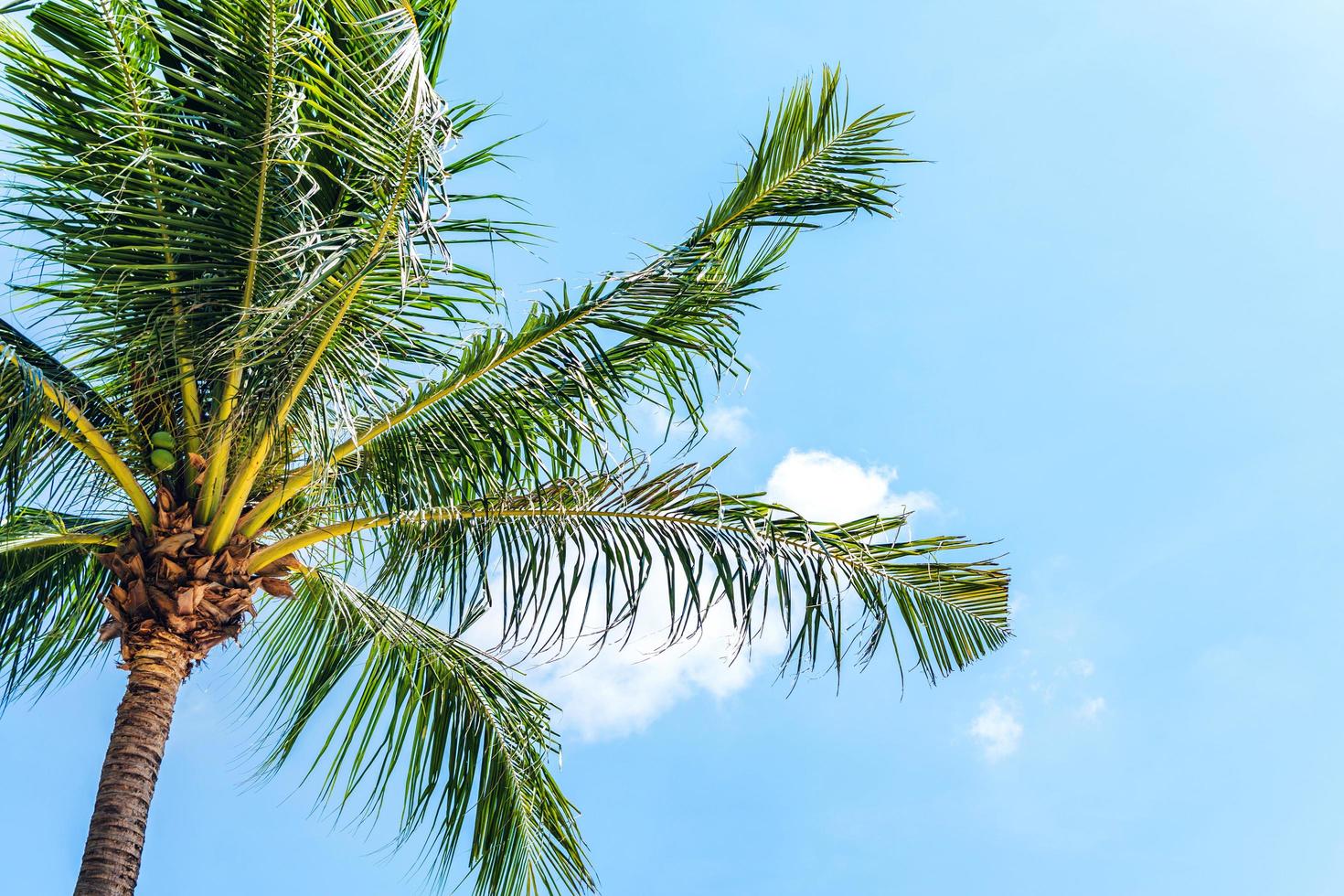 zomervakantie met kokospalmen foto
