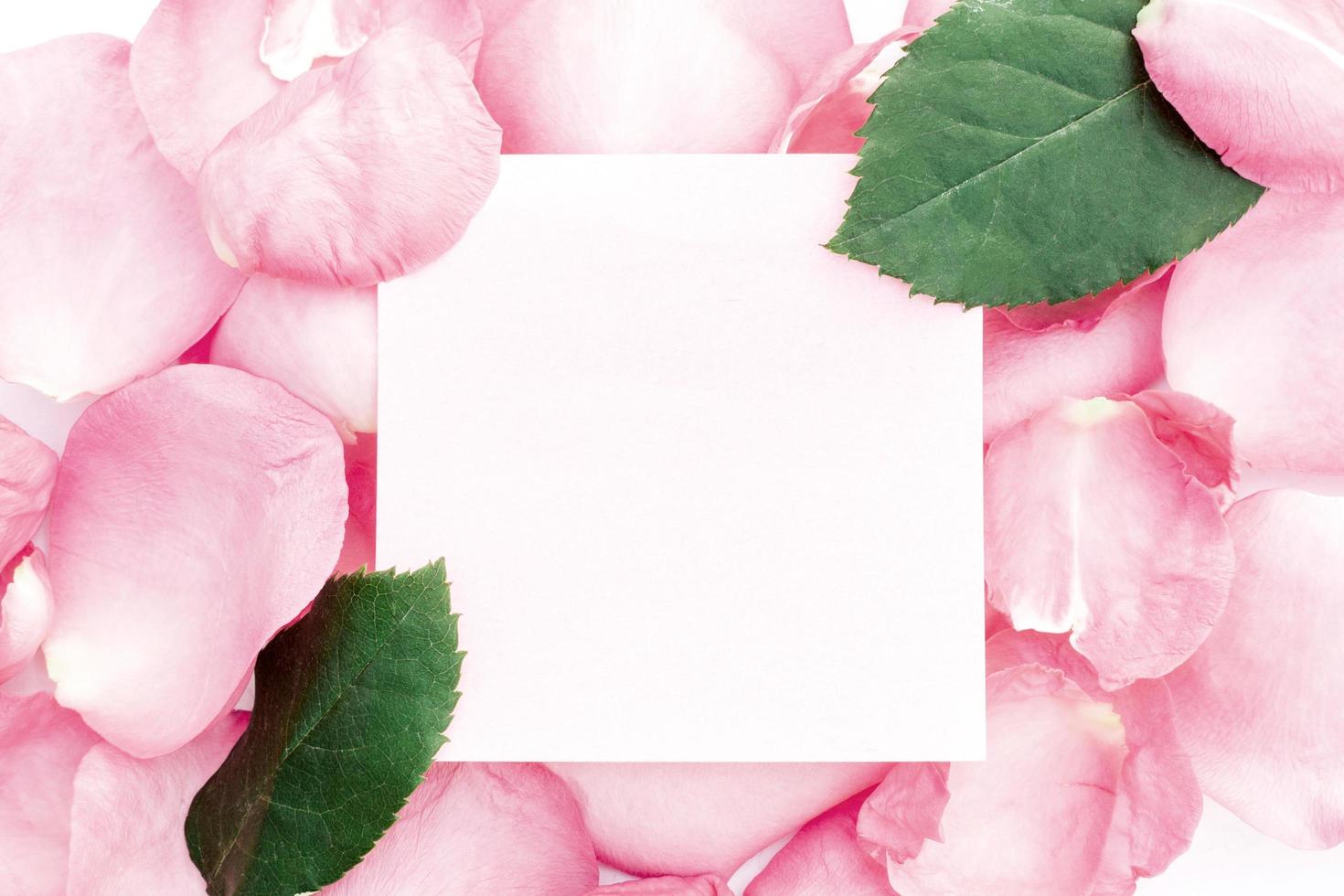 frame van leeg papier op roze roos achtergrond foto