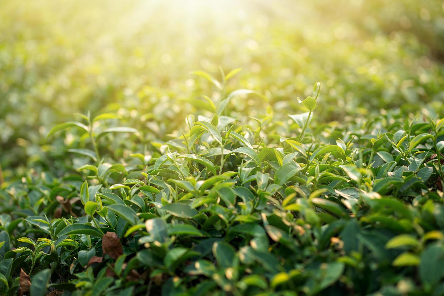 groene thee bladeren. natuur groene achtergrond foto