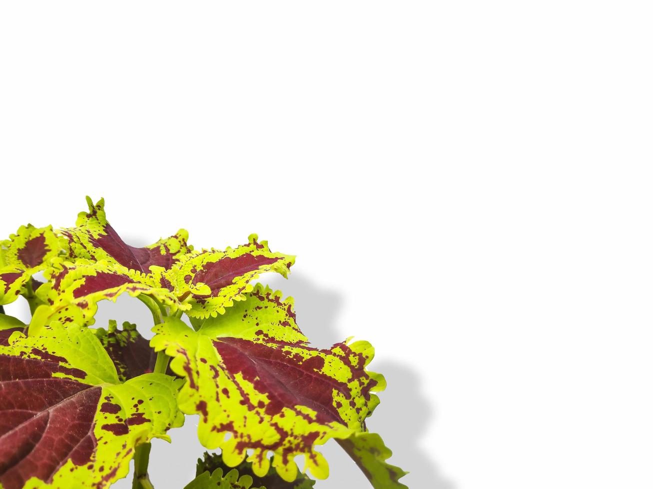 coleus plant bloem op witte geïsoleerde achtergrond foto