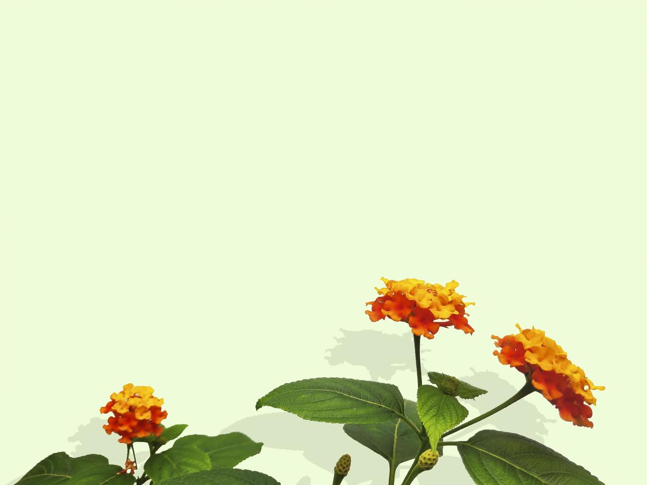 West-Indische Lantana-bloem foto