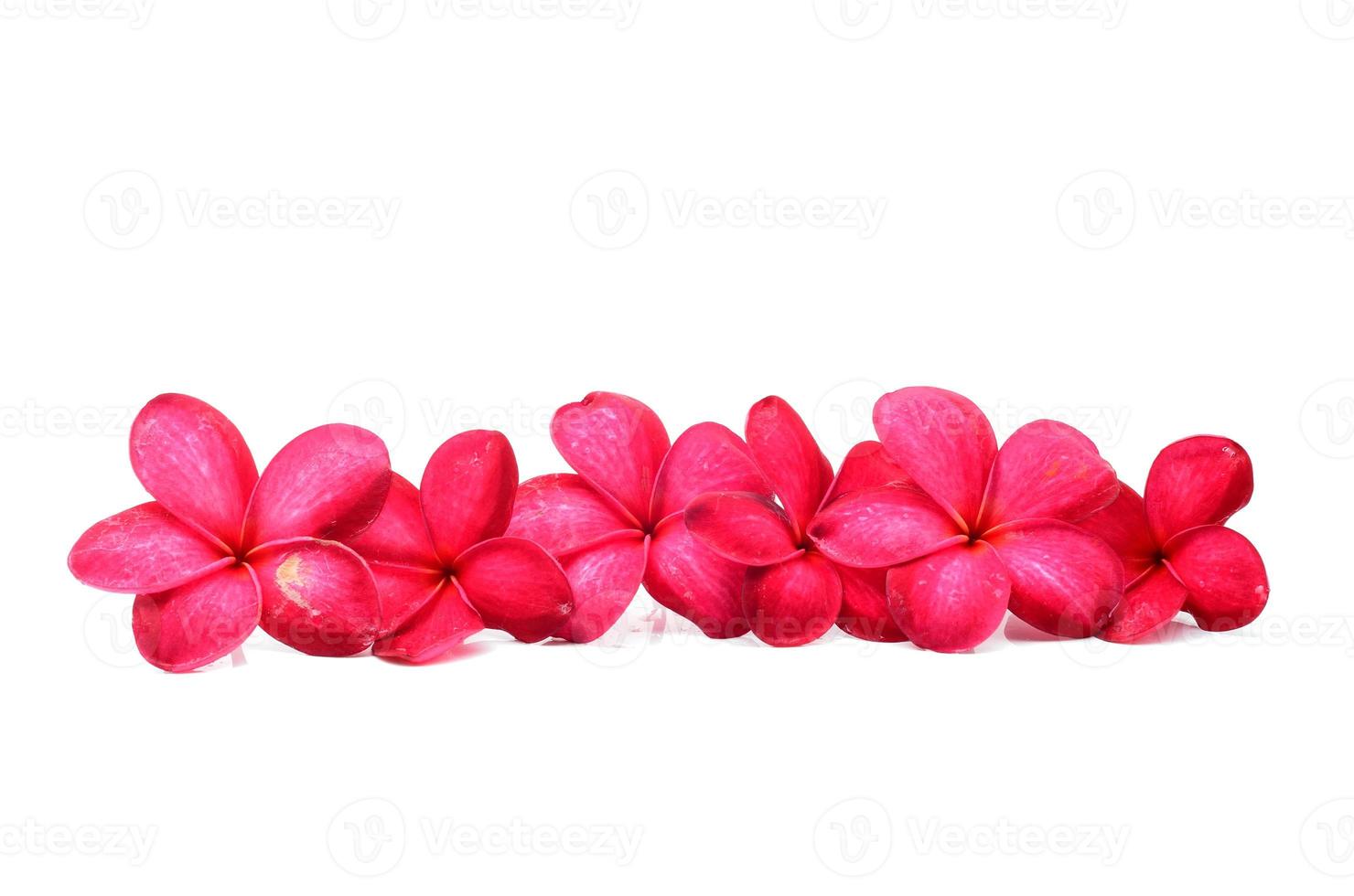 prachtige frangipani bloemen foto