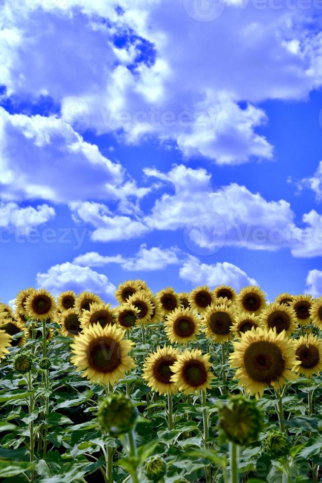 veld met zonnebloemen onder een blauwe lucht foto