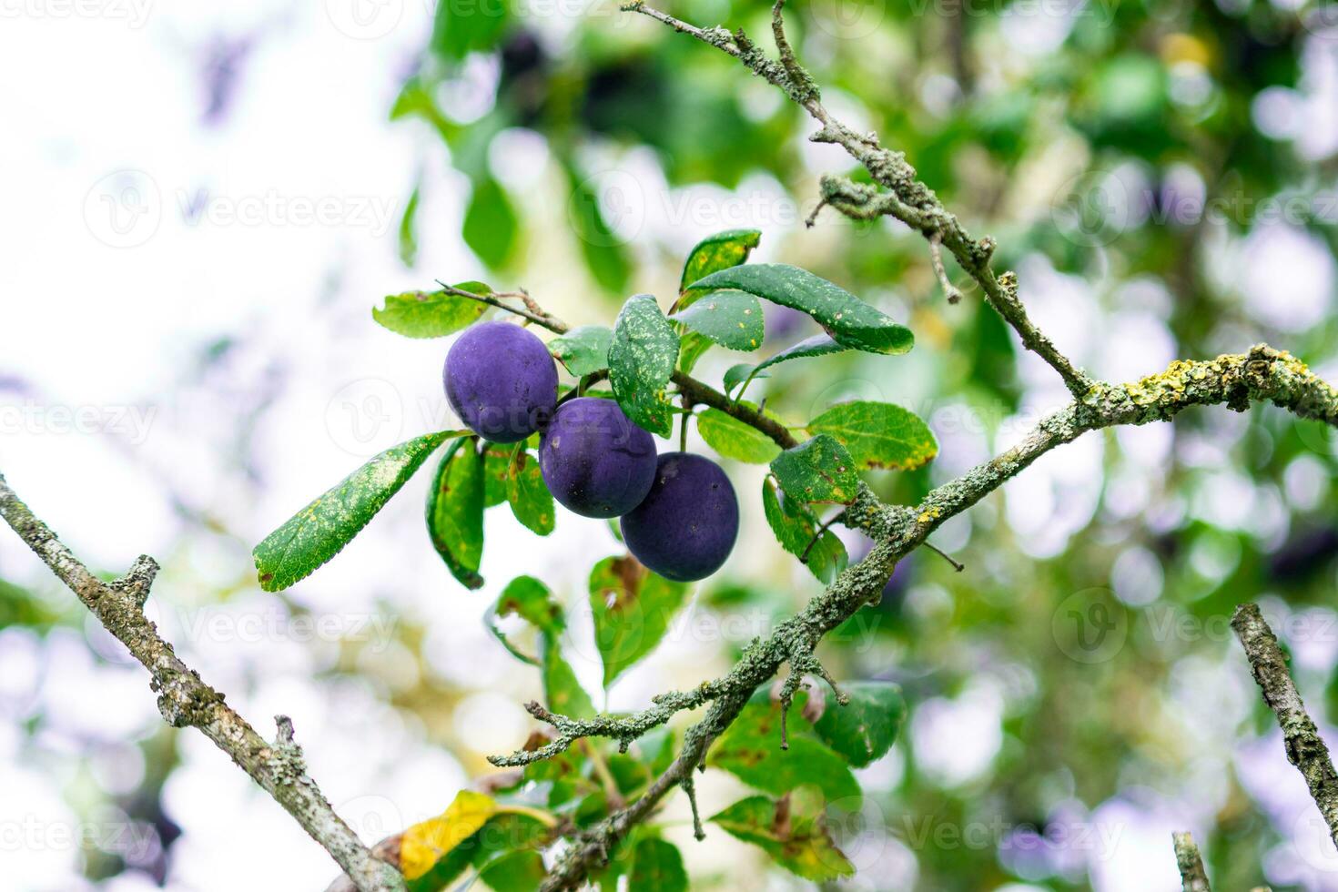 Purper blauw pruimen Aan boom Afdeling foto