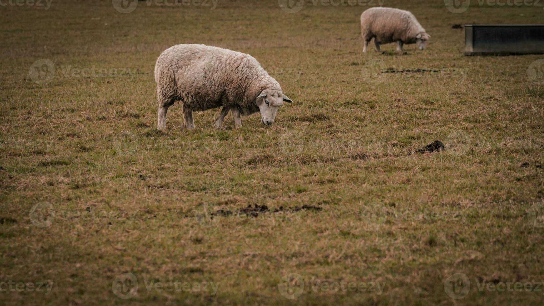 kudde van wollig schapen Aan een platteland boerderij foto