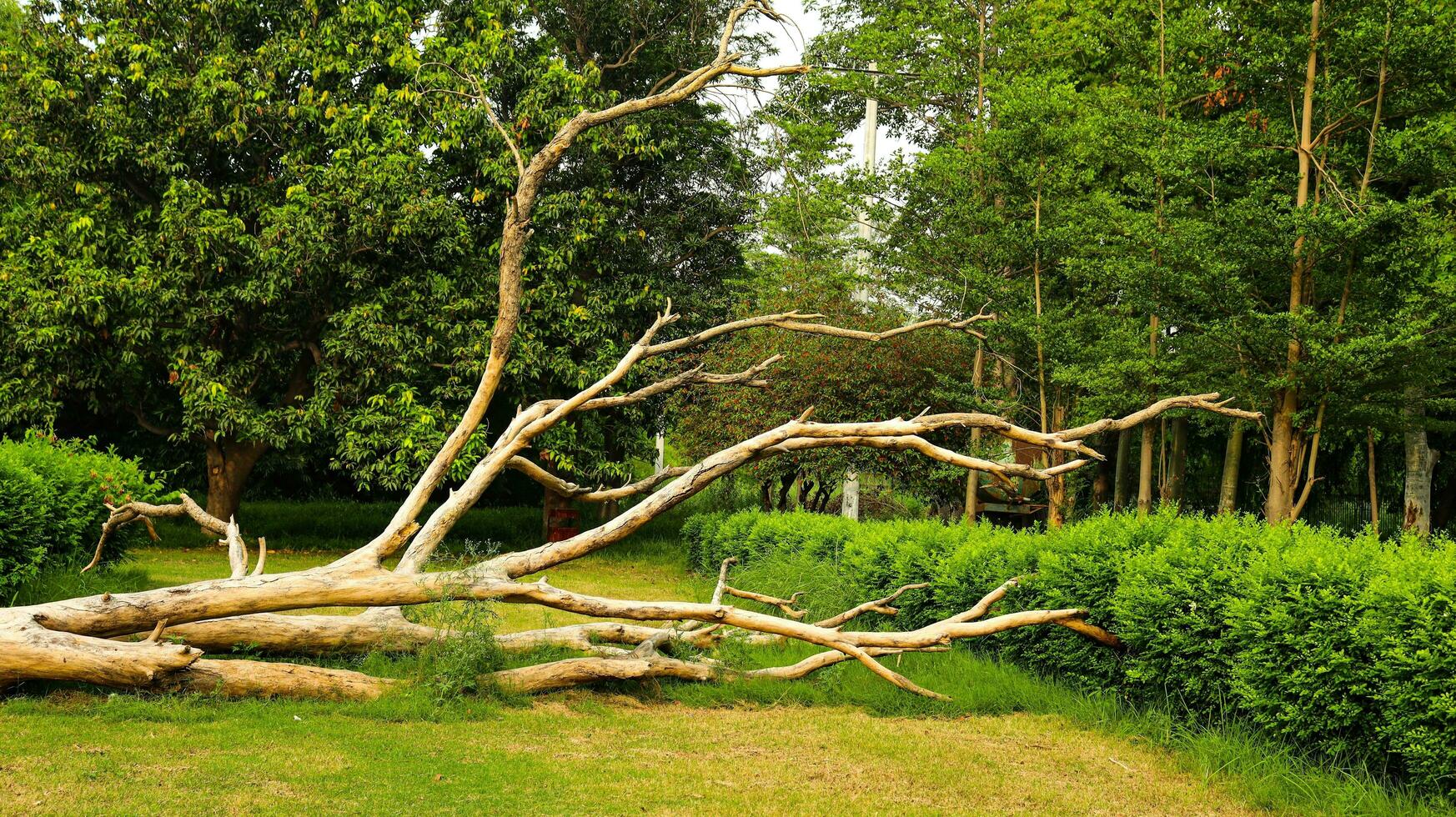 gedaald boom in de bossen Aan een blauw bewolkt zomer dag. foto genomen augustus 12e, 2023, punjab,pakistan.a gedaald boom in Woud geblokkeerd manier, wild Woud landschap met gedaald boom in zomer.