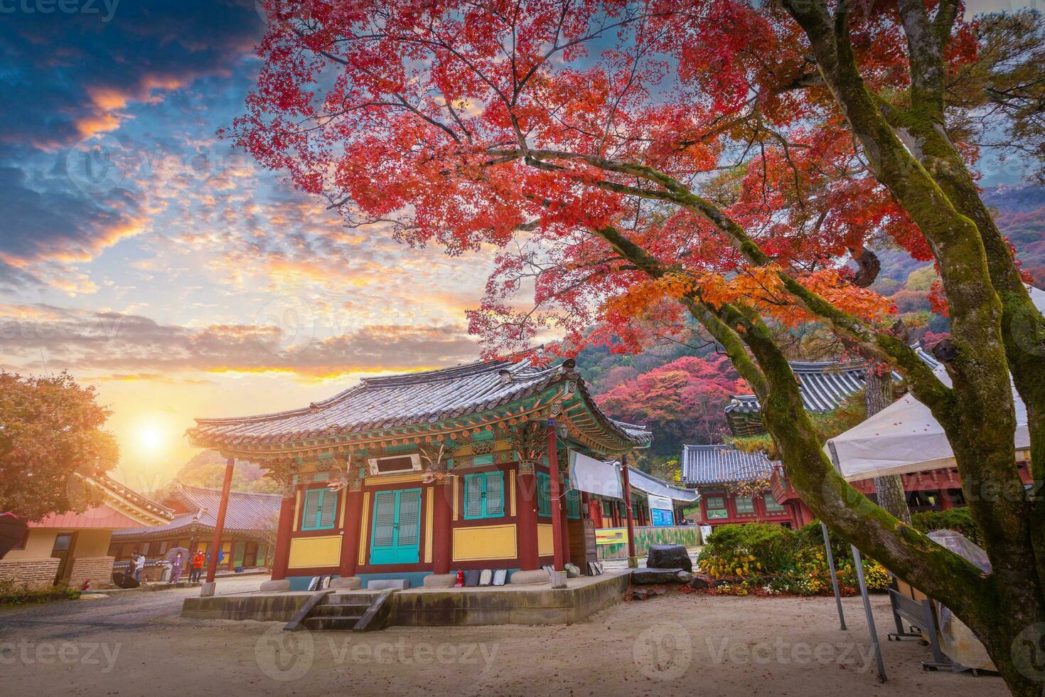 kleurrijk herfst met mooi esdoorn- blad in zonsondergang Bij bakyangsa tempel in naejangsan nationaal park, zuiden Korea. foto