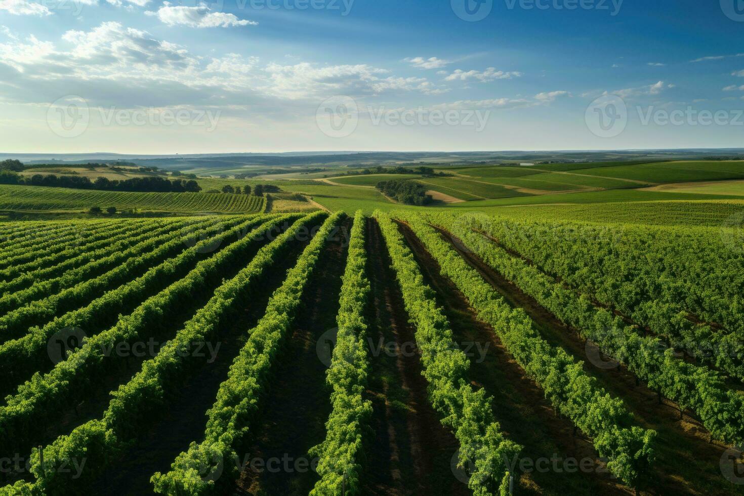 groen wijngaarden, druif plantages. visie van bovenstaand foto