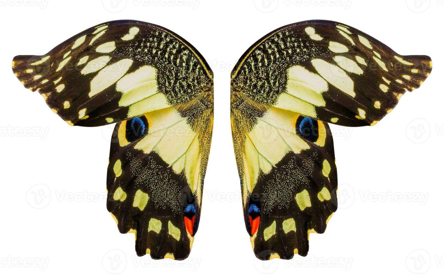 vlindervleugels geïsoleerd op witte achtergrond foto