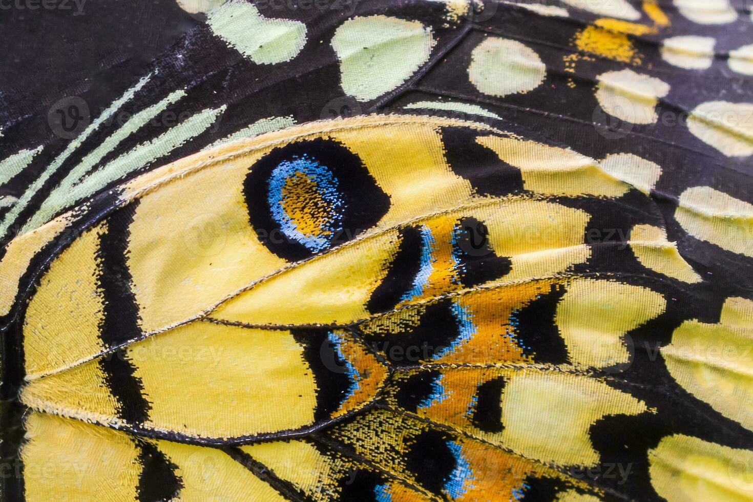 dichtbij omhoog kleurrijk structuur van vlinder vleugel oppervlakte patroon achtergrond foto